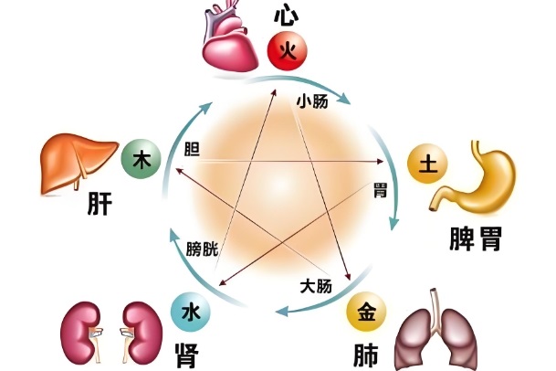 胎儿期、婴儿期、幼儿期、学前期、学龄期、青春期、青年期、壮年期、中年期、初老期、老年期、高龄期图片