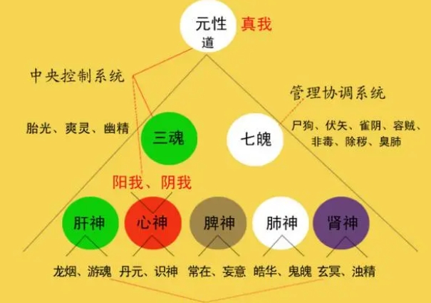 12生肖年份排序表_年份一览与解读