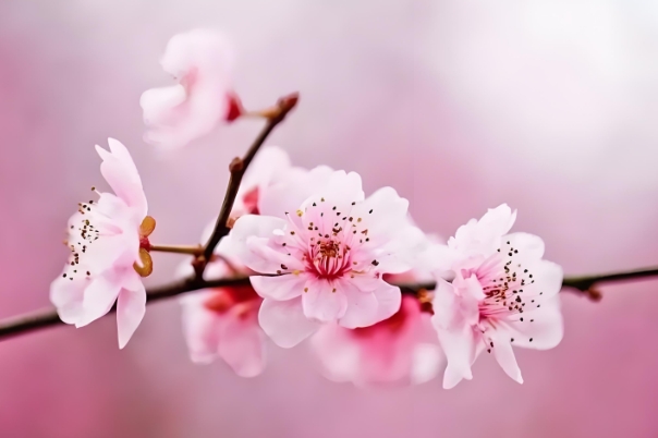 12生肖排序年龄表2021_年表速查指南