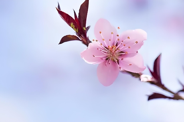 12生肖最佳婚姻配对表